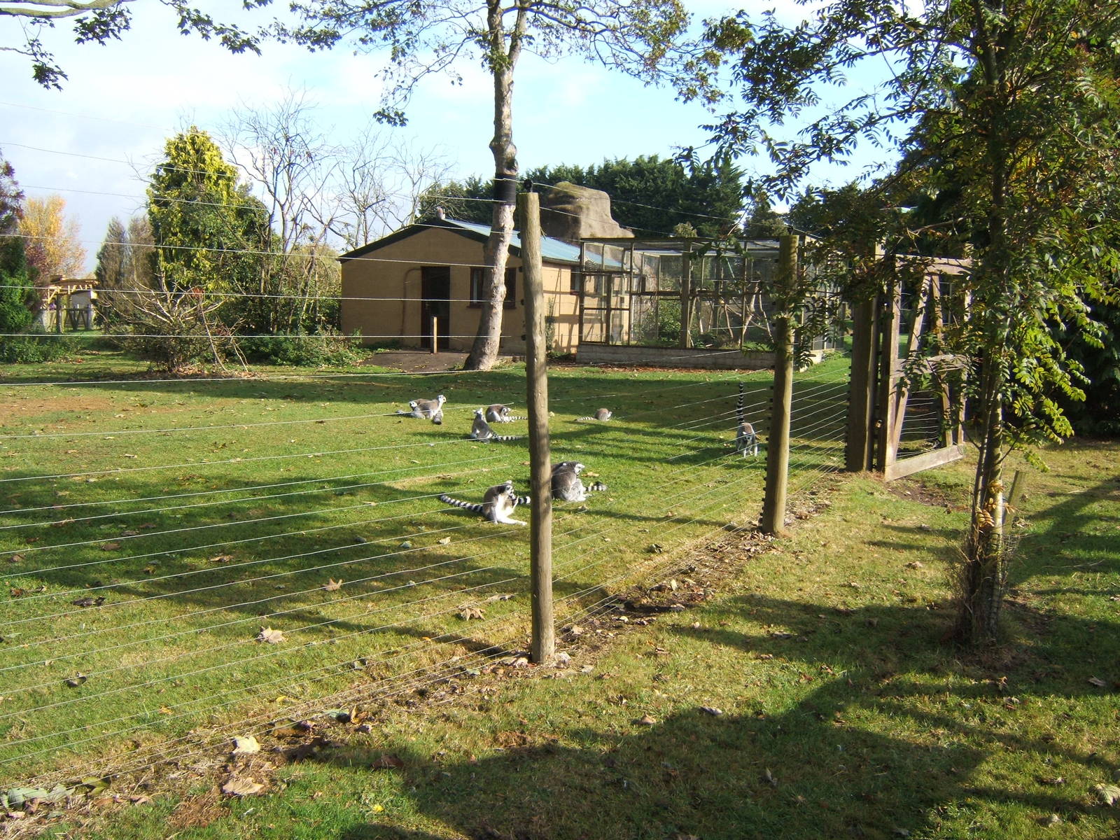 View of Lemur enclosure