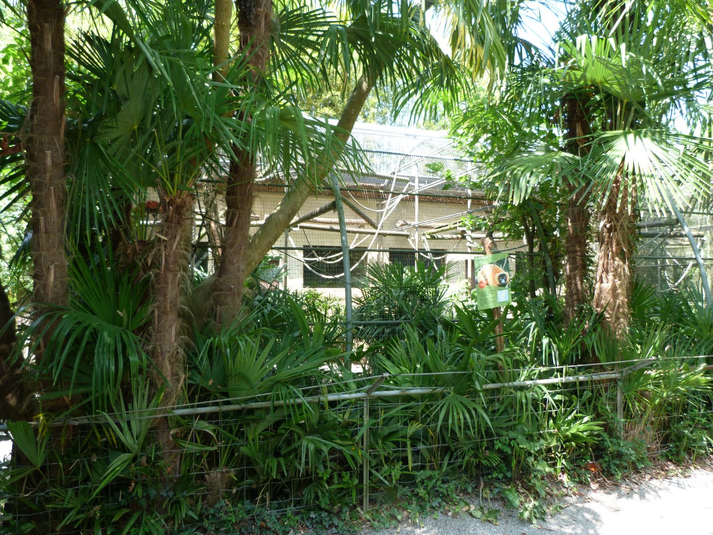 View of lemur row -Zoo d'Asson (2025)