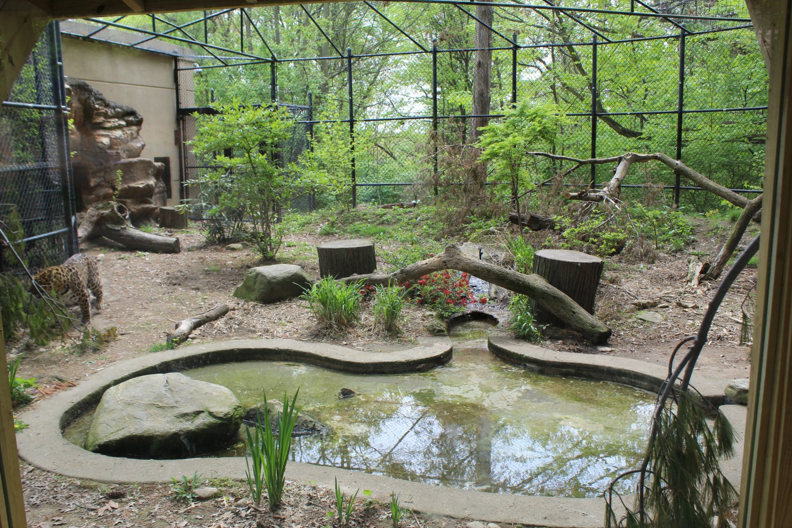 View of Leopard Enclosure #2