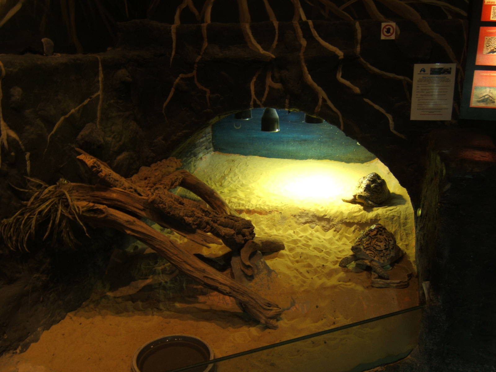 View of Leopard Tortoise exhibit