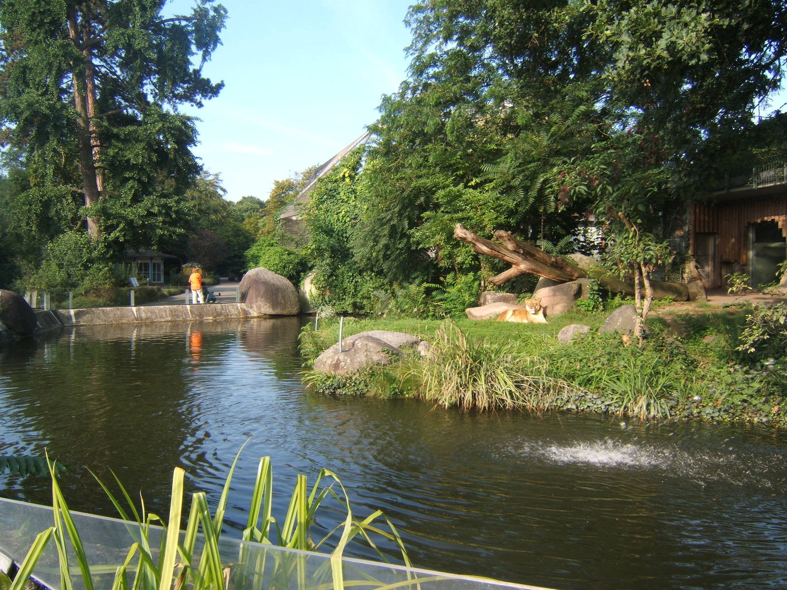 View of Lion enclosure