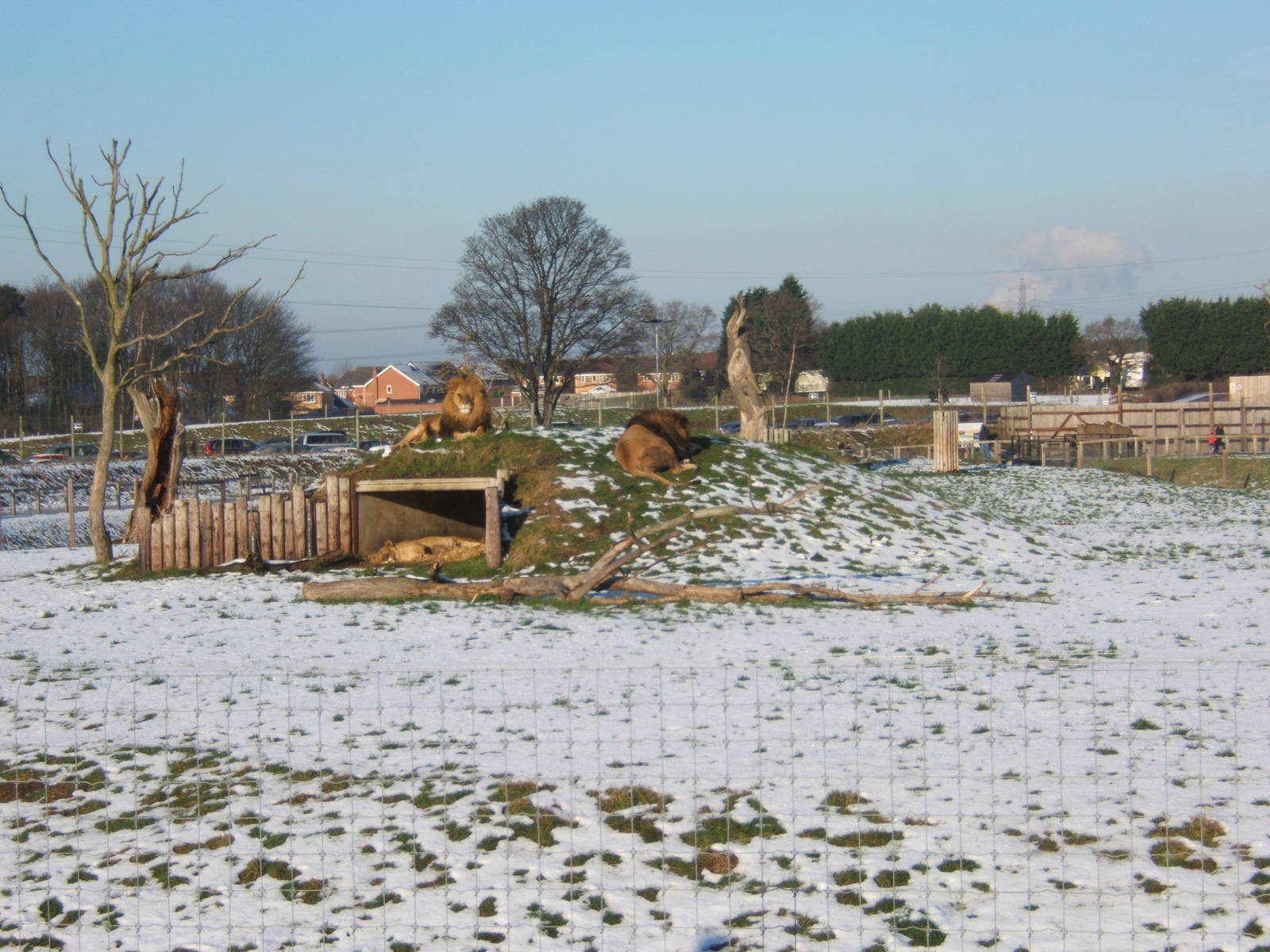 View of Lion enclosure