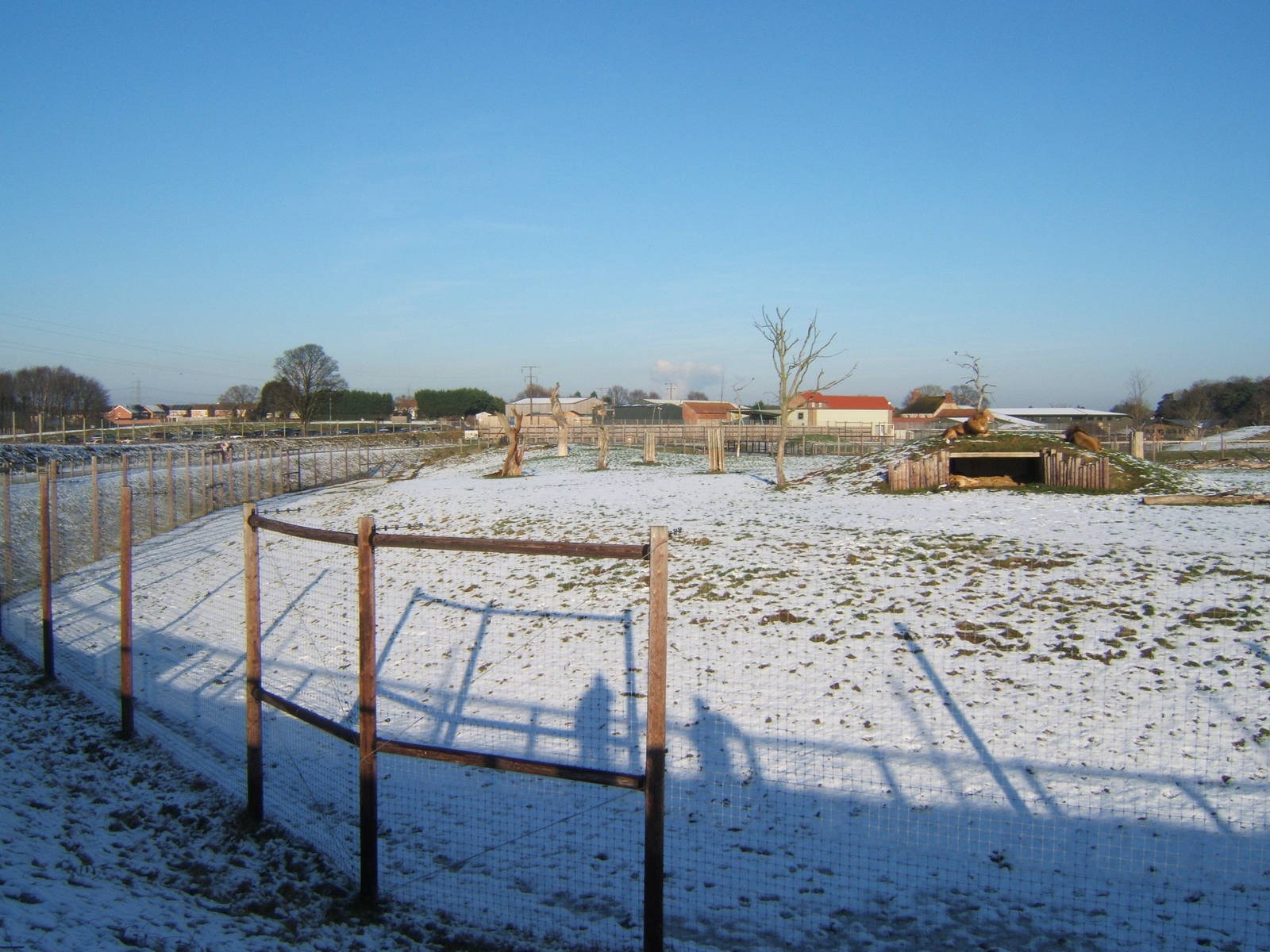 View of Lion enclosure