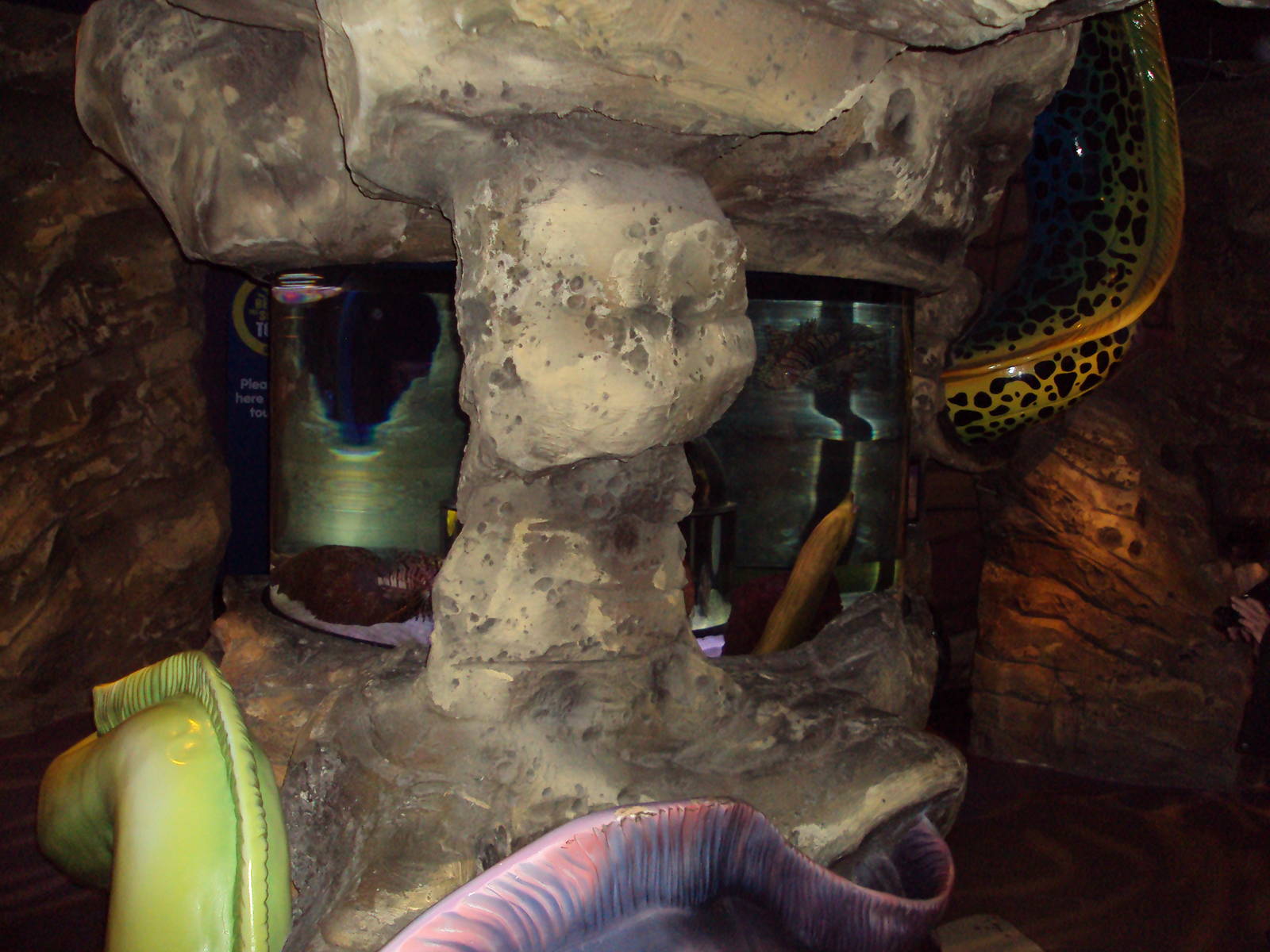 View of Lionfish/Pufferfish and Moray Eel Tank