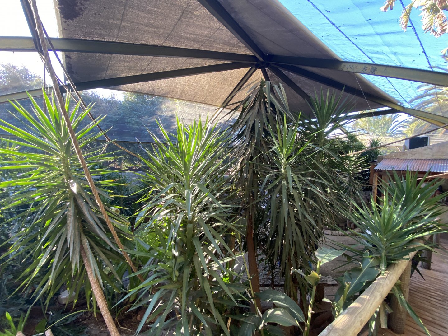 View of lorikeet walkthrough