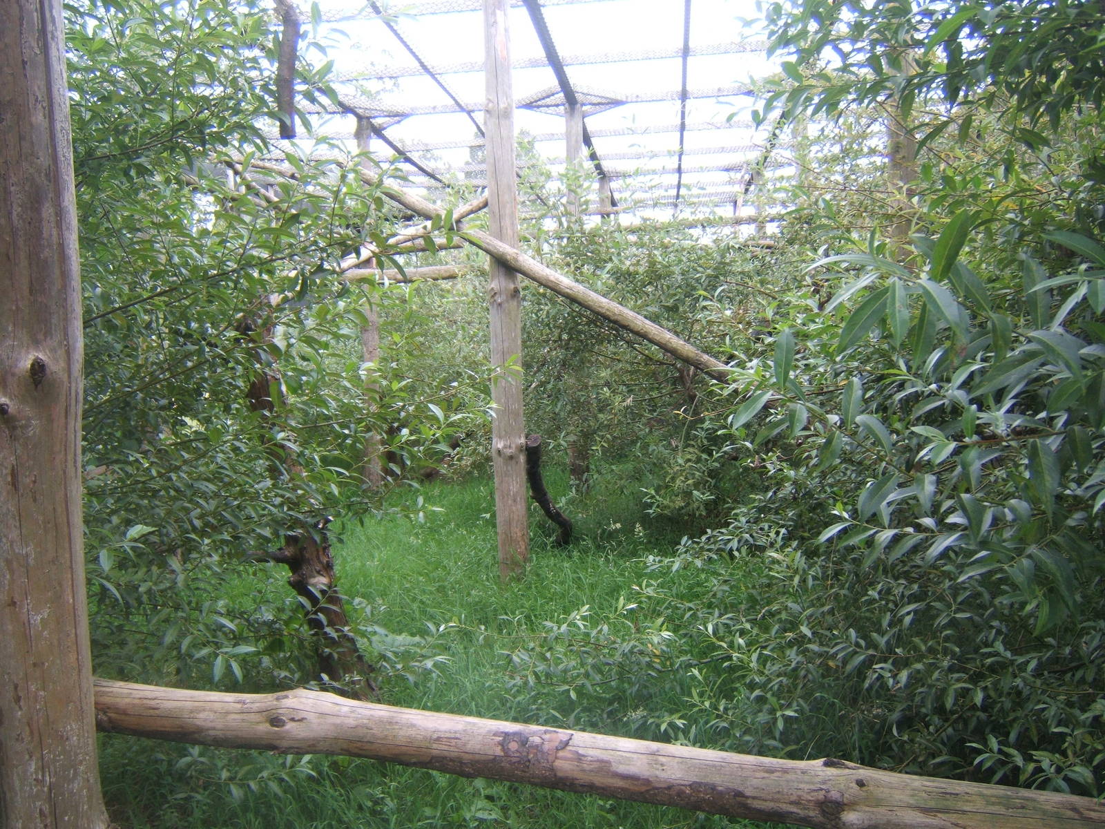View of Lowe`s Guenon enclosure