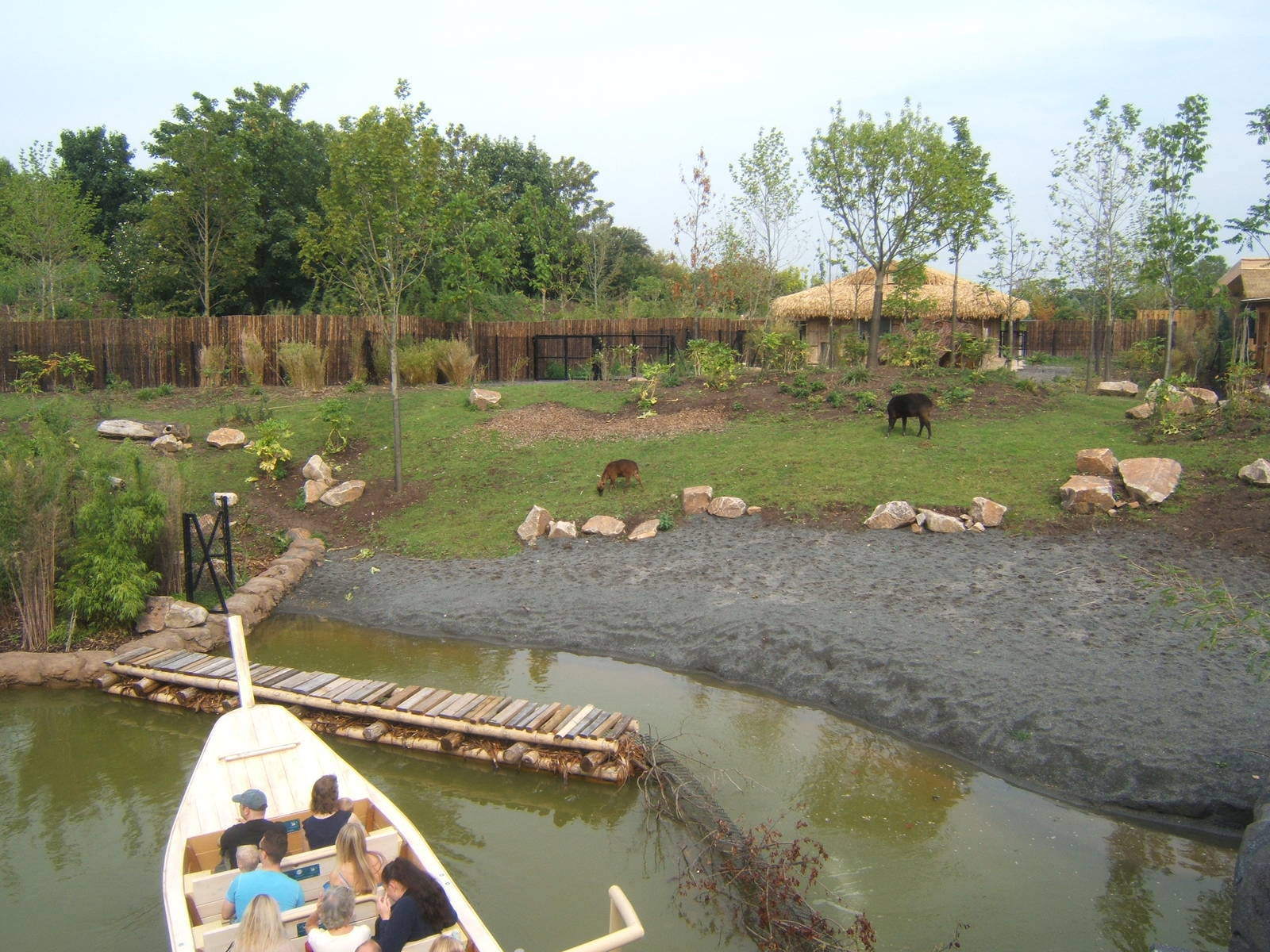 View of Lowland Anoa exhibit