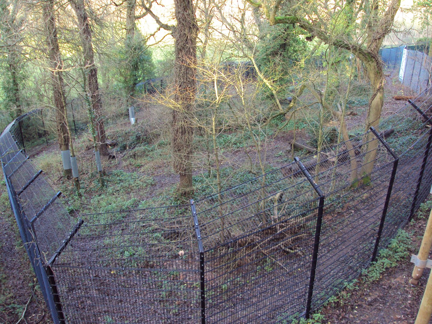 View of Lynx enclosure 03/01/2020