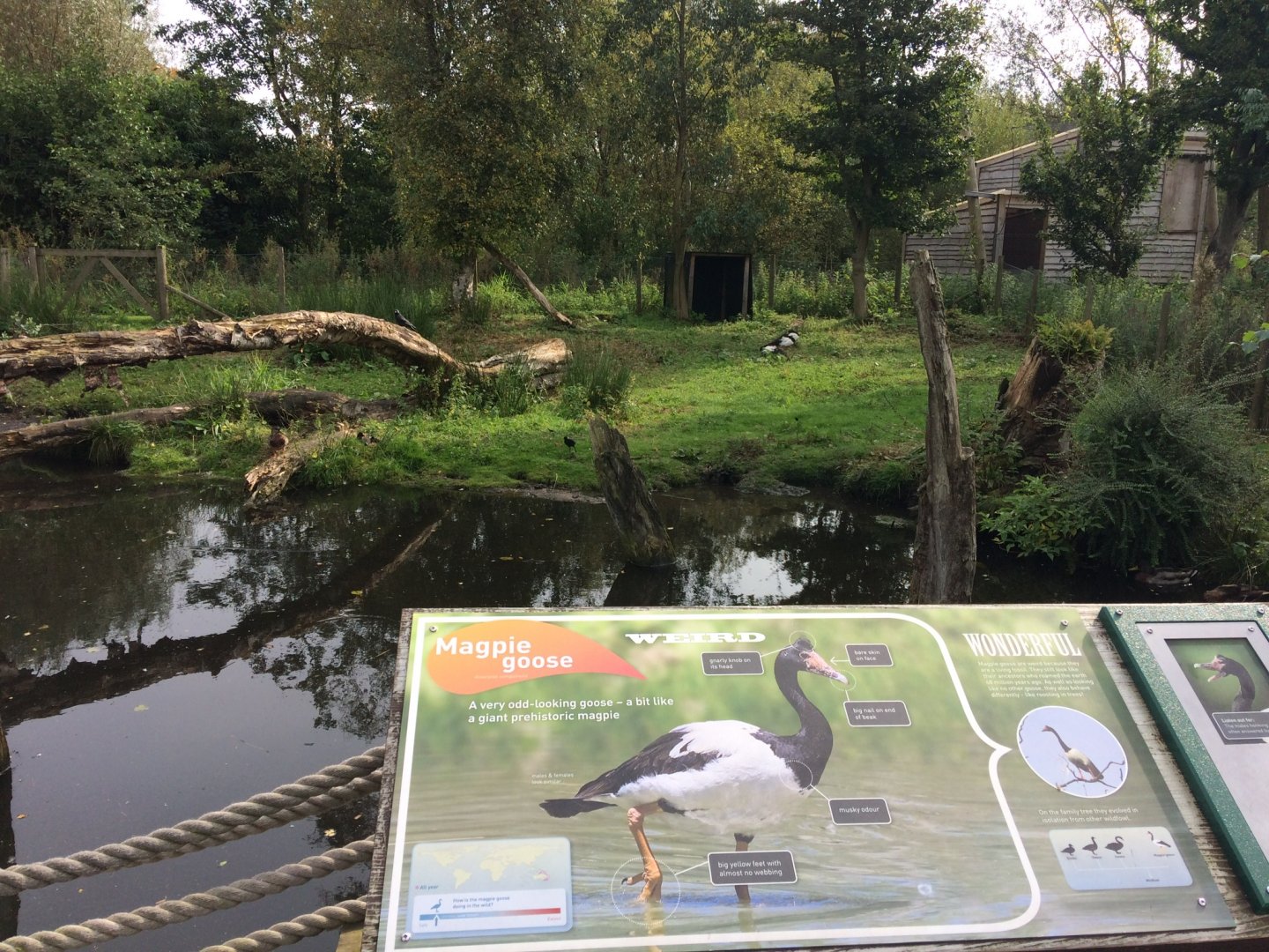 View of Magpie Goose enclosure