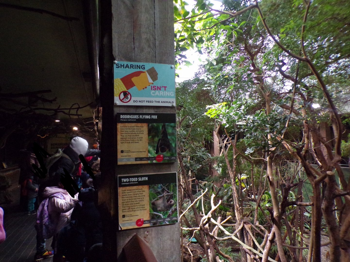 View of main area and overhead branches for sloths 11.2.25