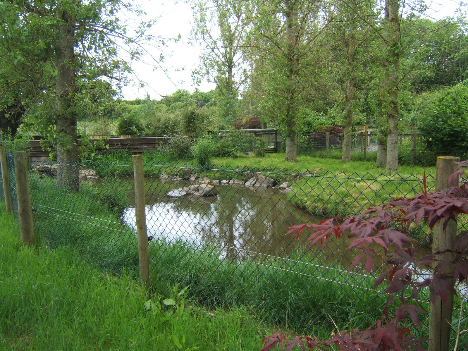 View of main Asian Short-clawed Otter enclosure