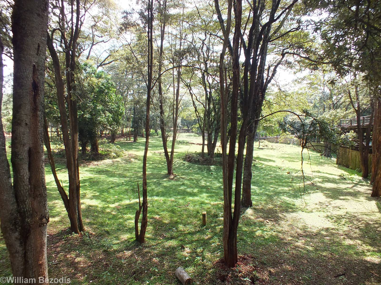 View of Main Central Paddock - Nairobi Safari Walk