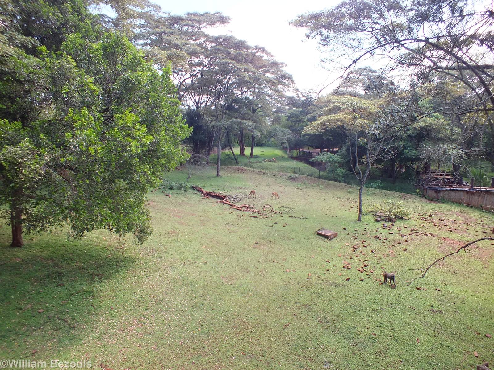 View of Main Central Paddock with a Wild Baboon - Nairobi Safari Walk