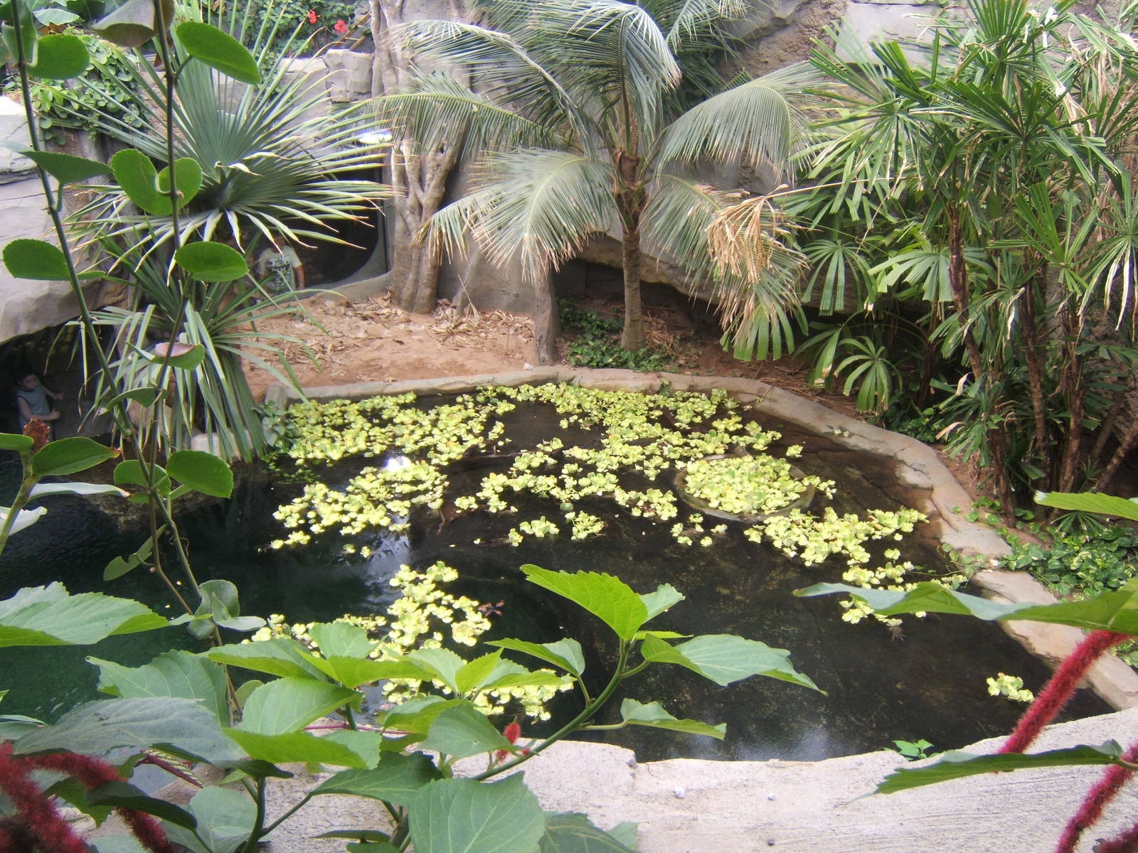 View of main False Gharial exhibit from above