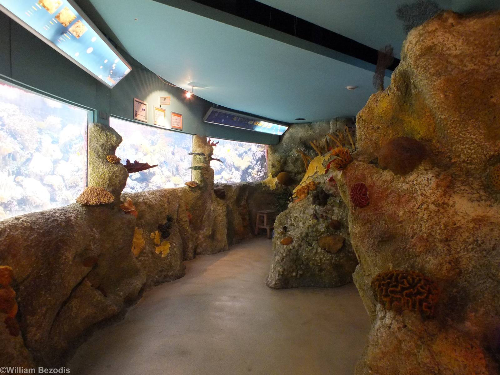 View of Main Reef Tank - Coral Reefs Section