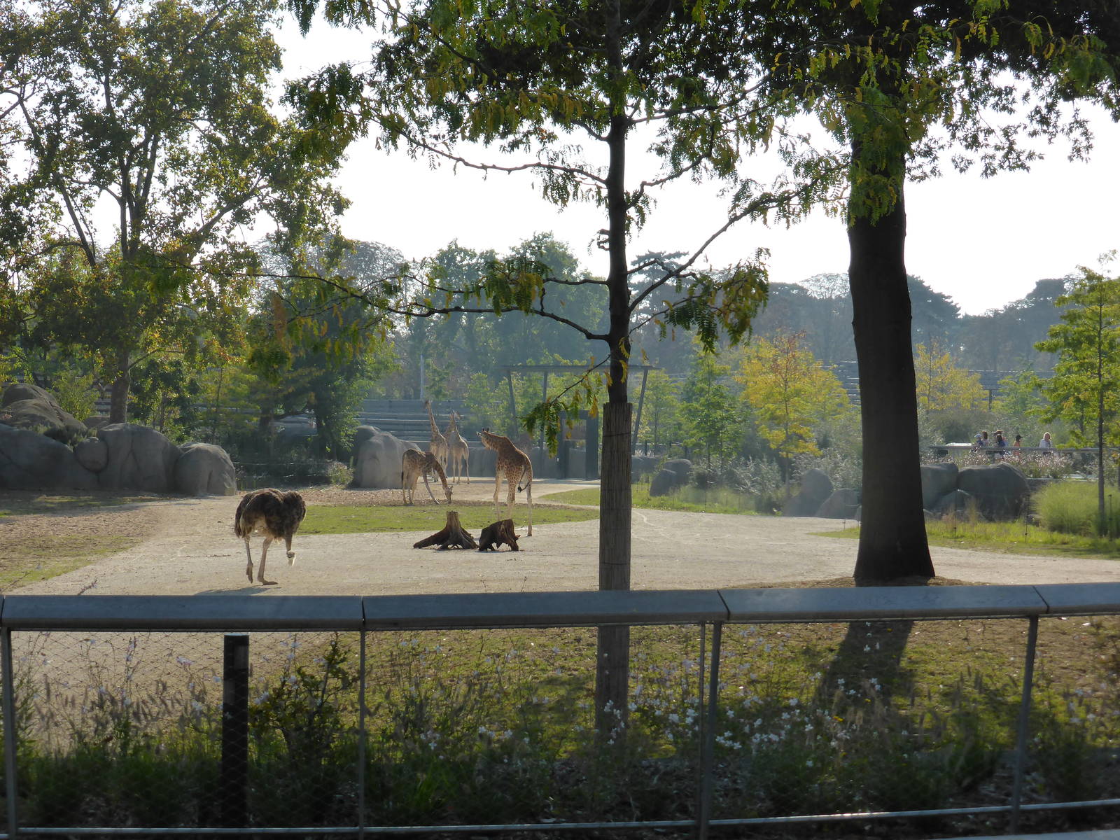 View of main Sahel-Sudan paddock