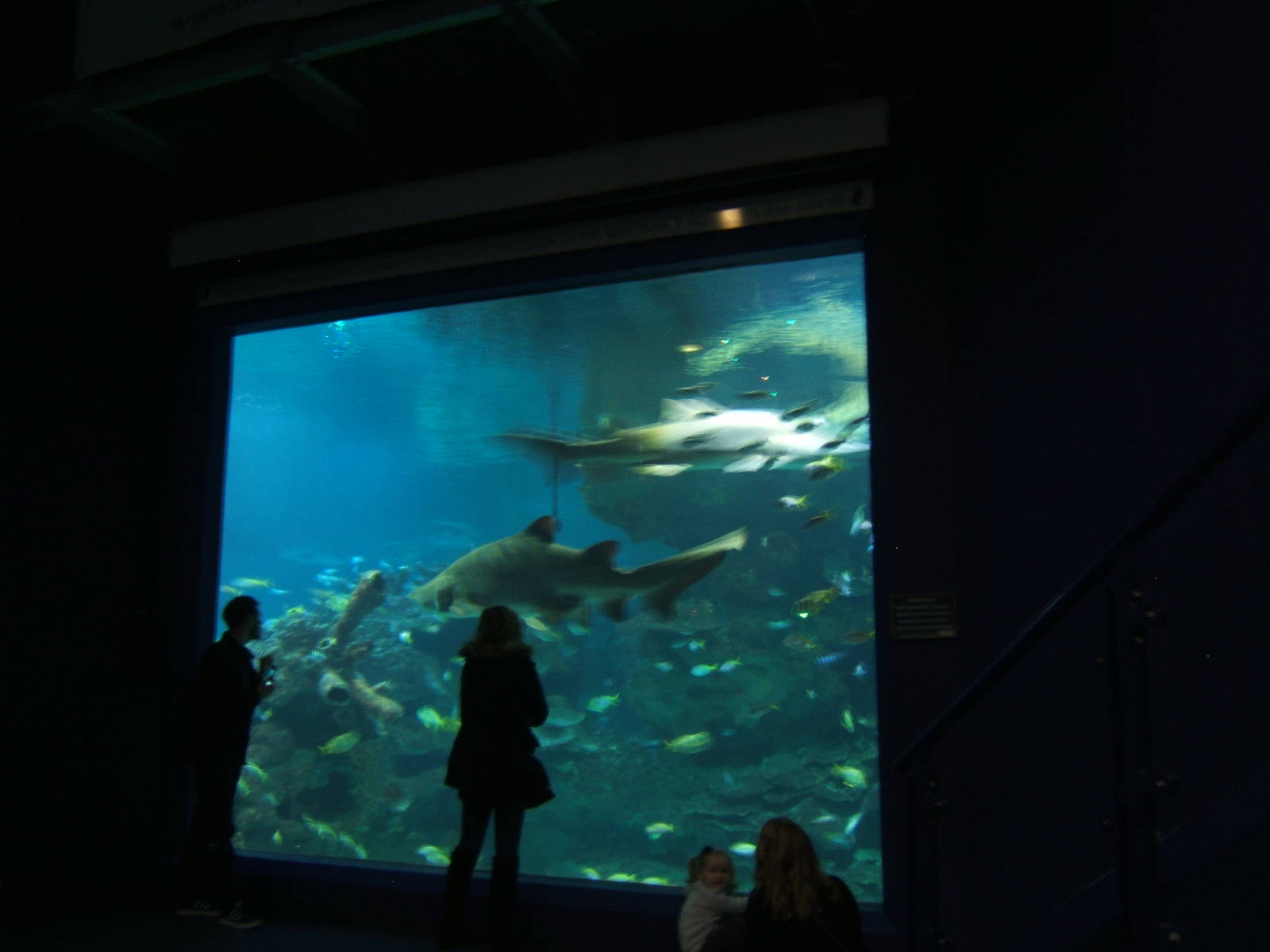 View of main Shark Tank