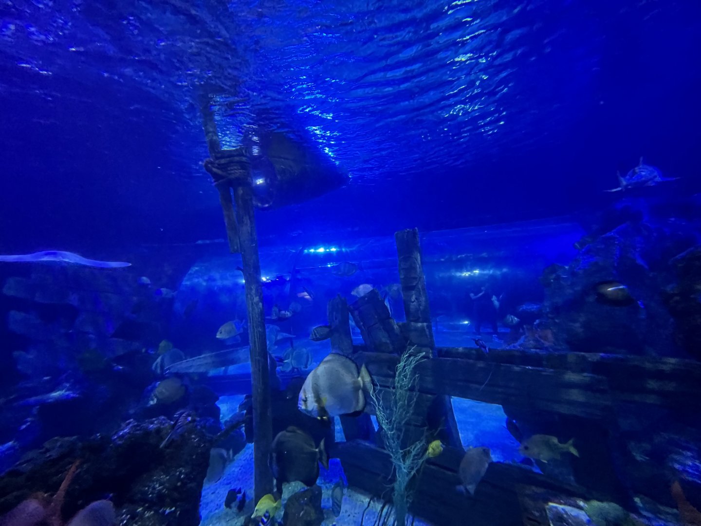 View of main tank 8.7.24