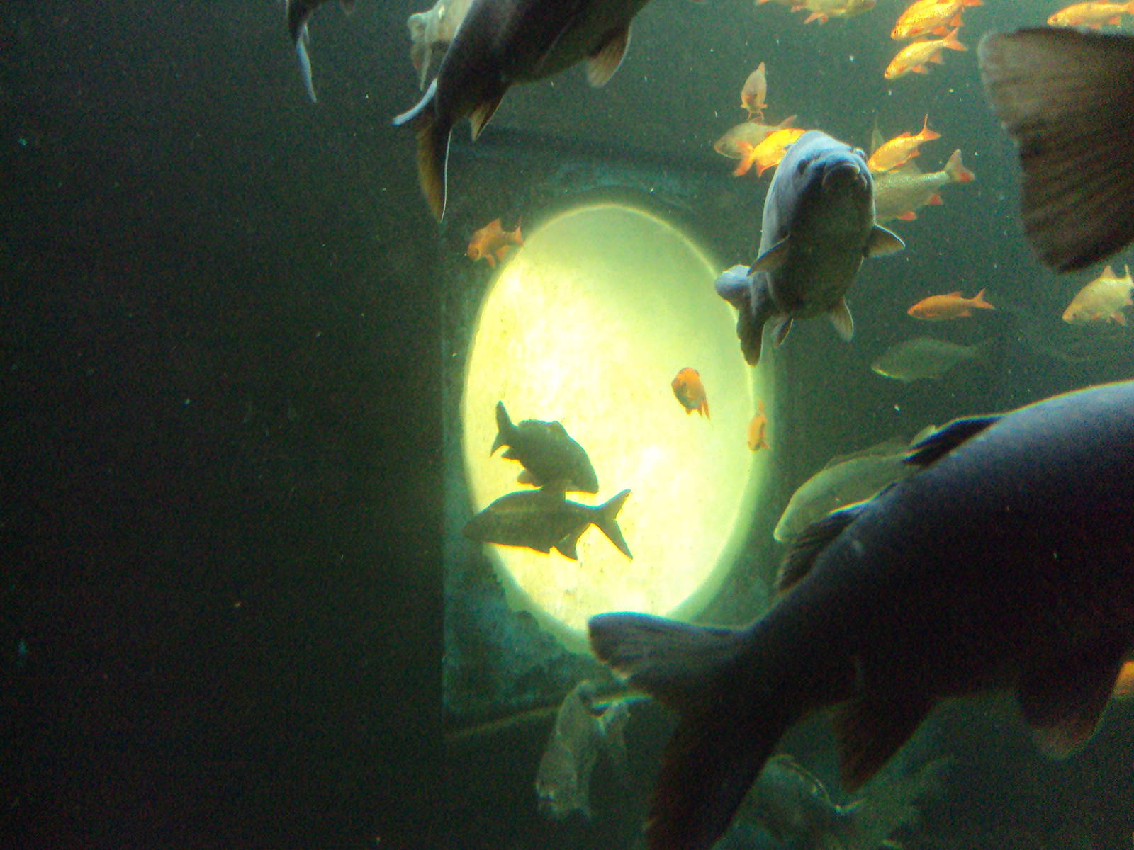 View of main tank looking towards the outside portal window