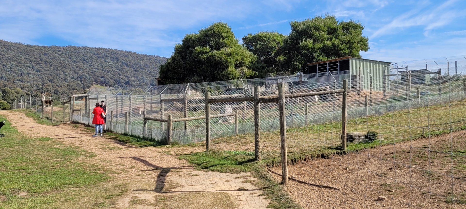 View of Mained Wolf enclosure