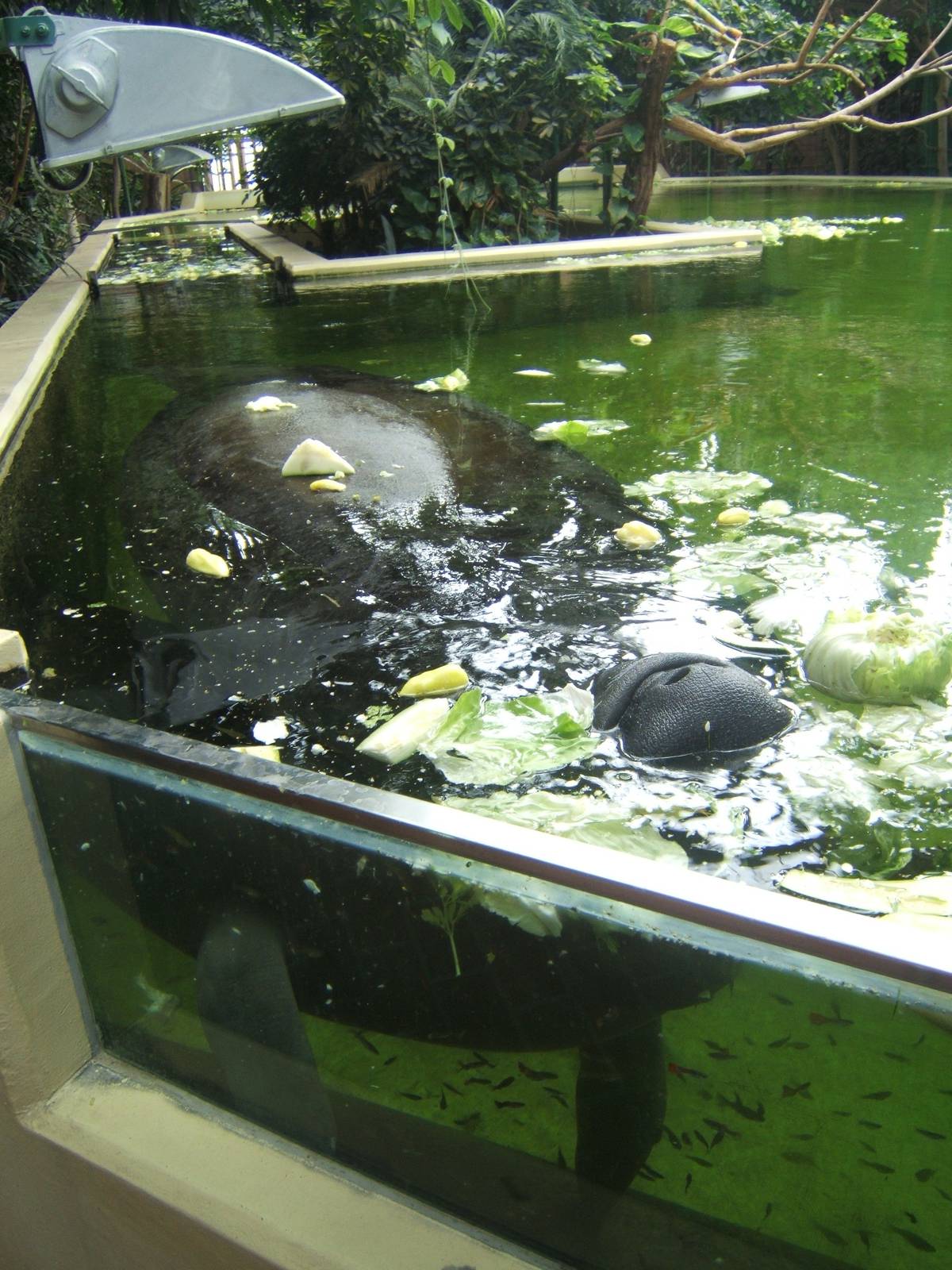 View of Manatee feeding