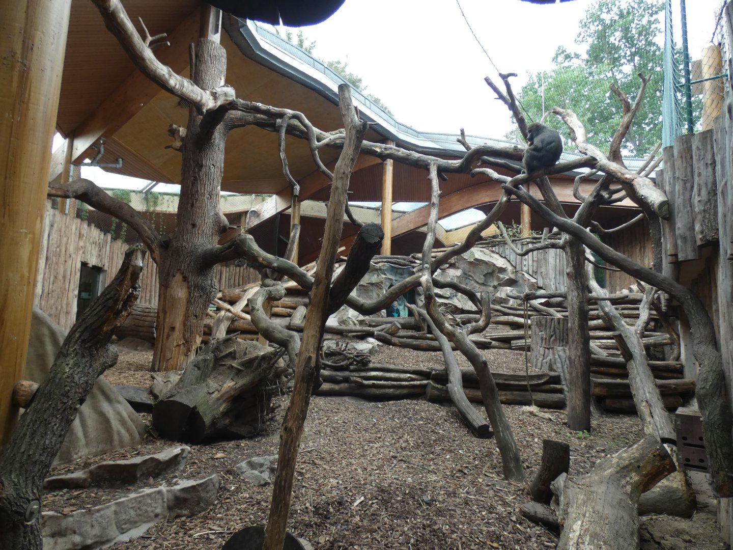 View of Mandrill enclosure
