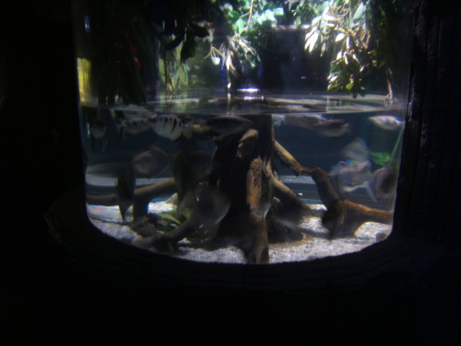 View of Mangrove tank in sealife