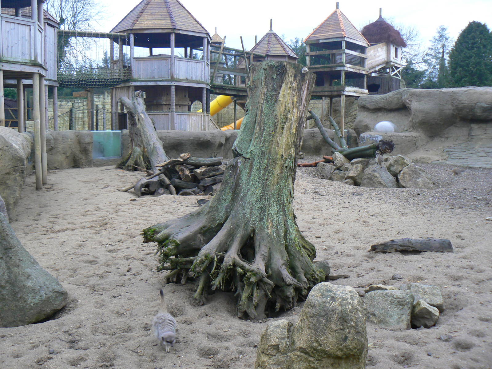 View of Meerkat and Cape Porcupine Enclosure with a bit of one of the Play