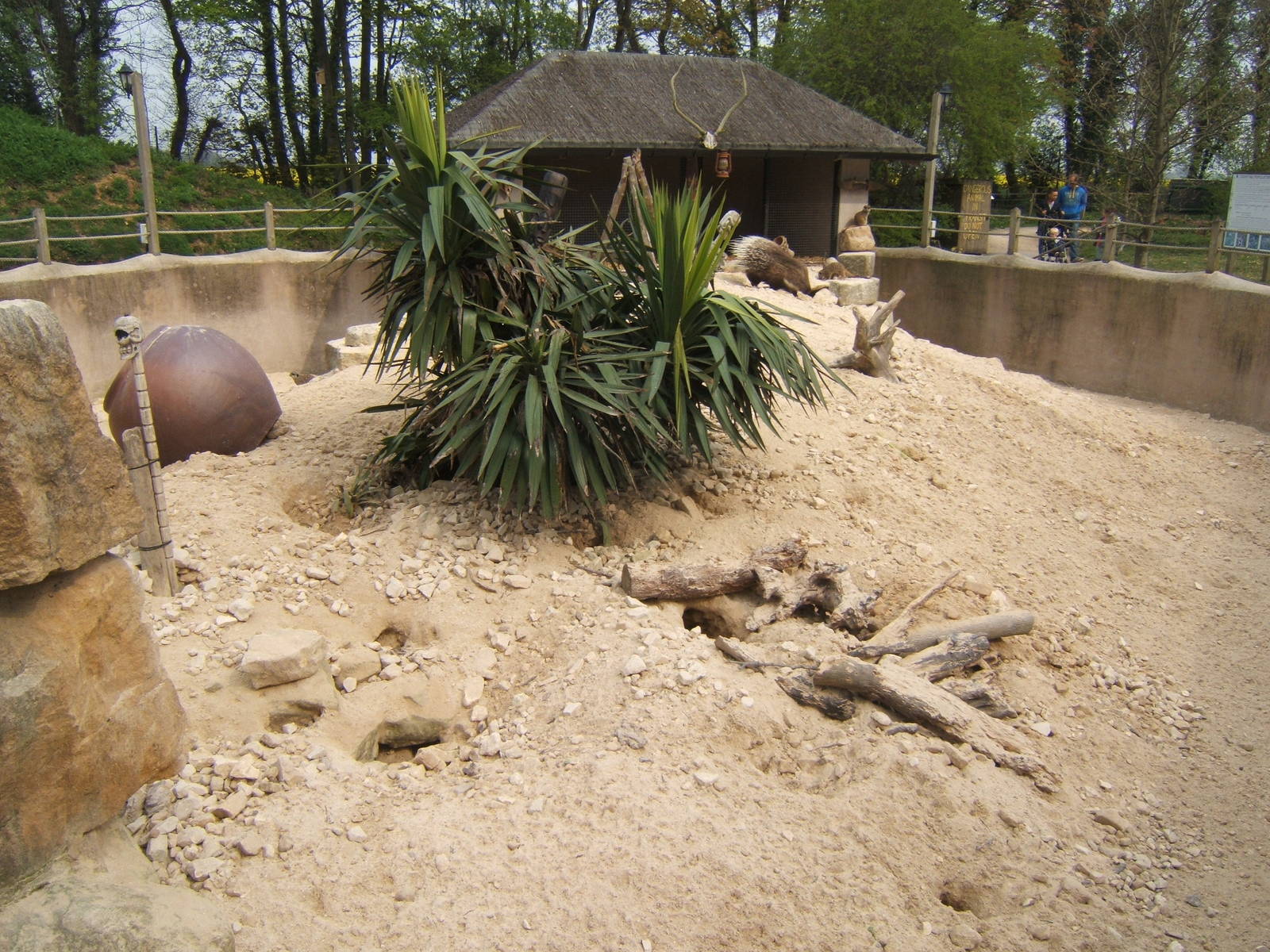 View of Meerkat and Crested Porcupine enclosure