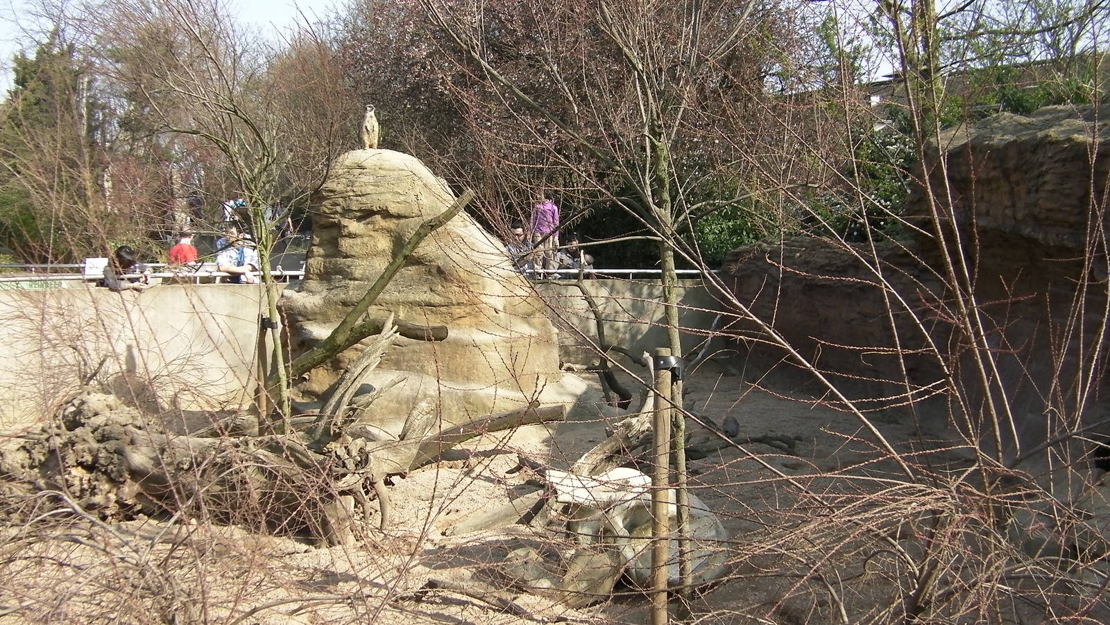 View of Meerkat Enclosure - 24.03.2012