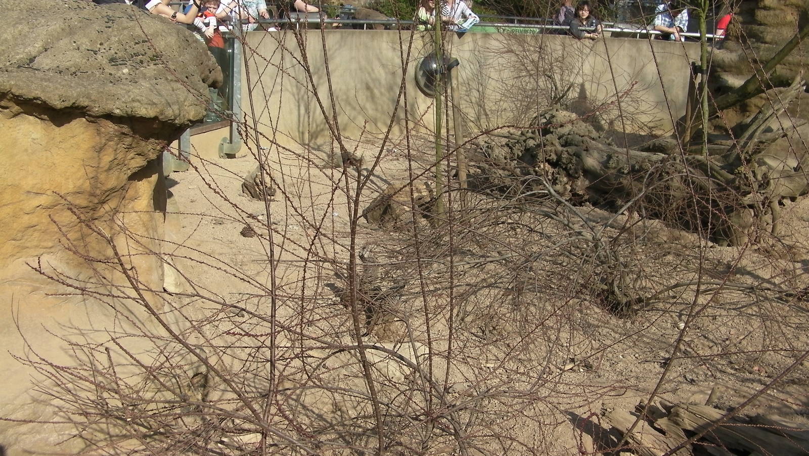 View of Meerkat Enclosure - 24.03.2012