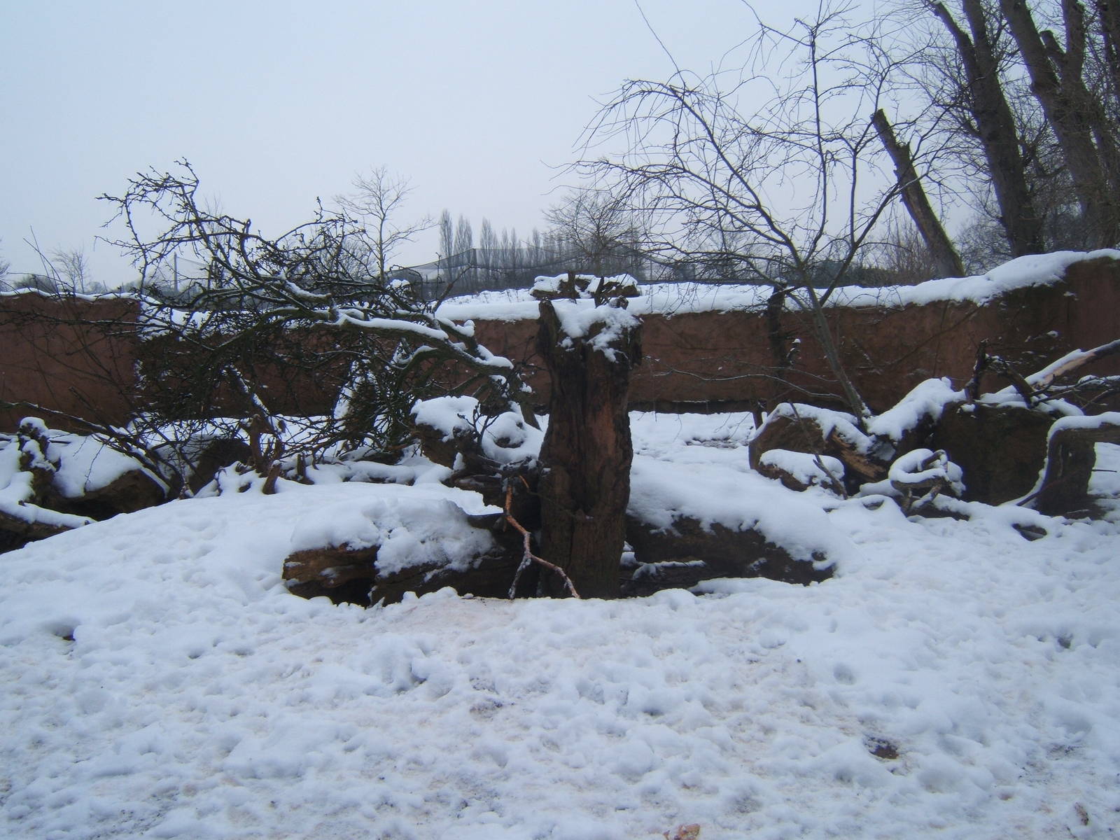 View of Meerkat enclosure in snow
