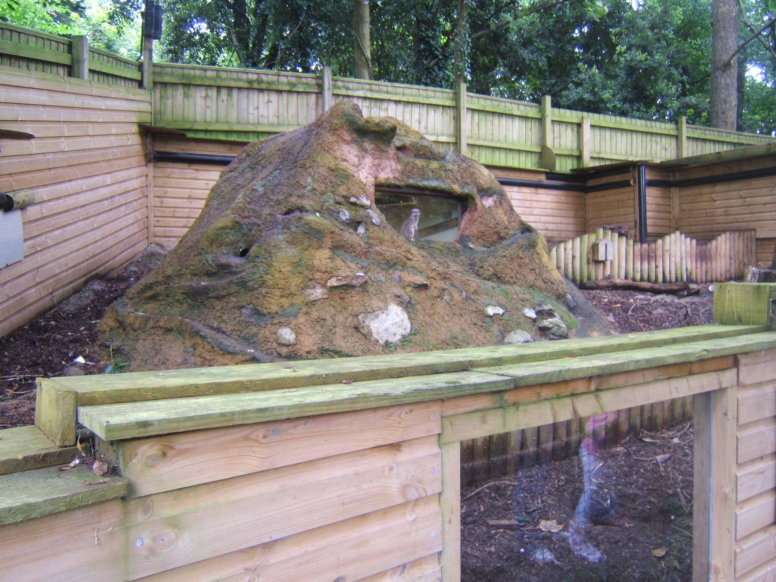 View of Meerkat enclosure