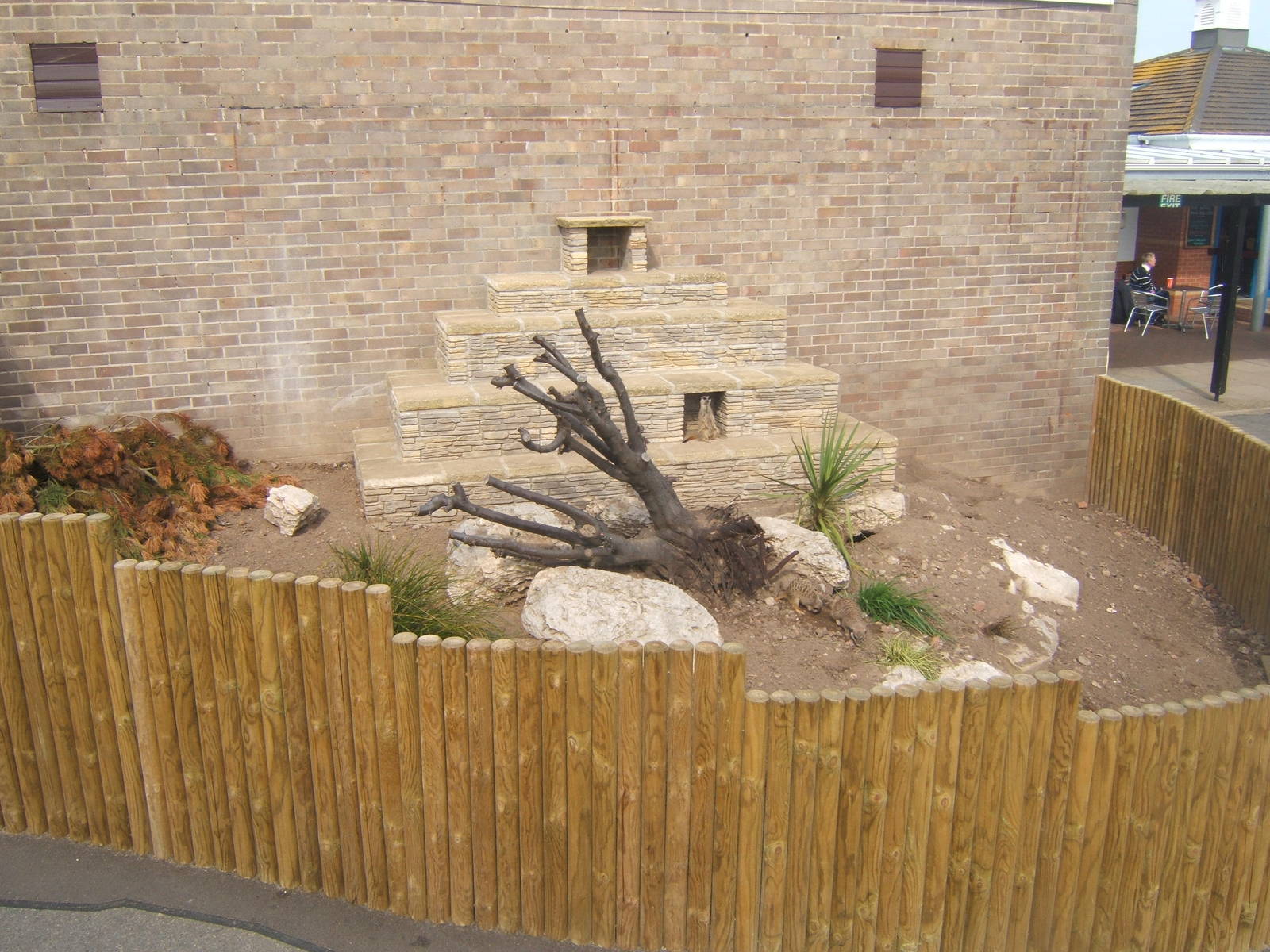 View of Meerkat enclosure