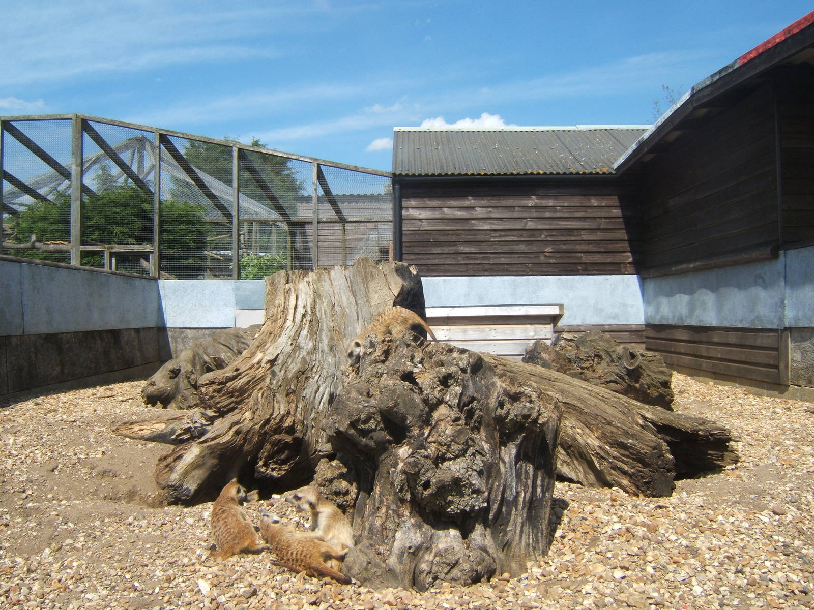 View of Meerkat enclosure