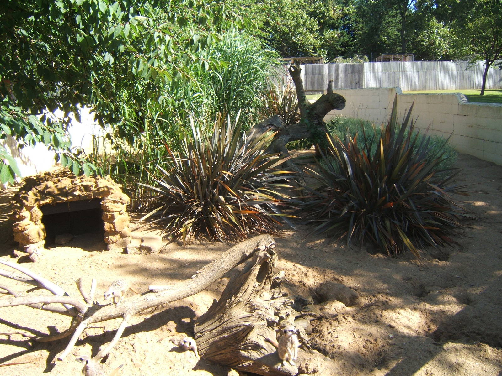 View of Meerkat enclosure