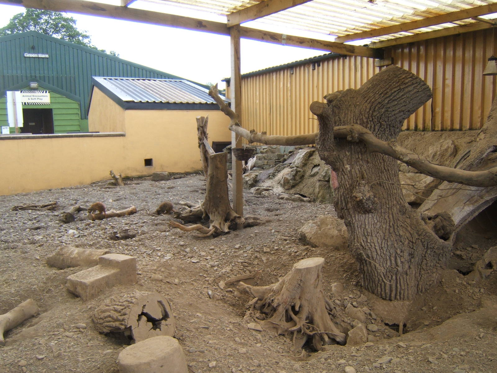 View of Meerkat enclosure