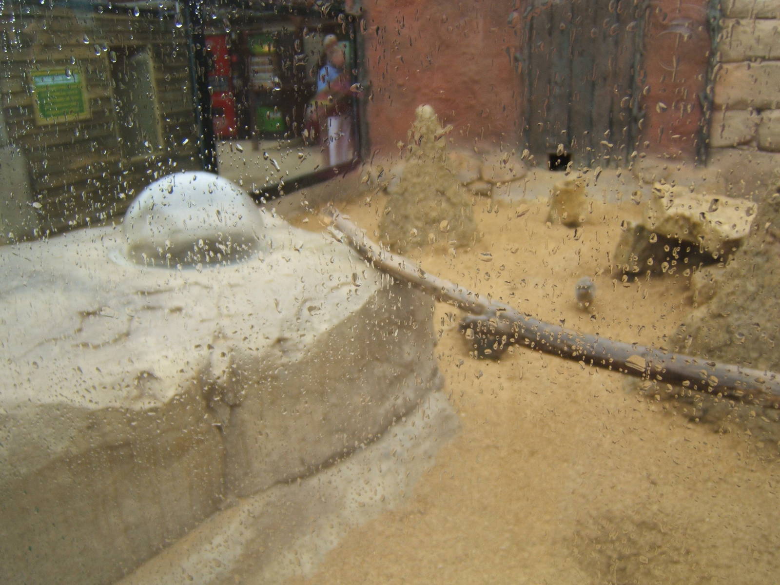 View of Meerkat enclosure