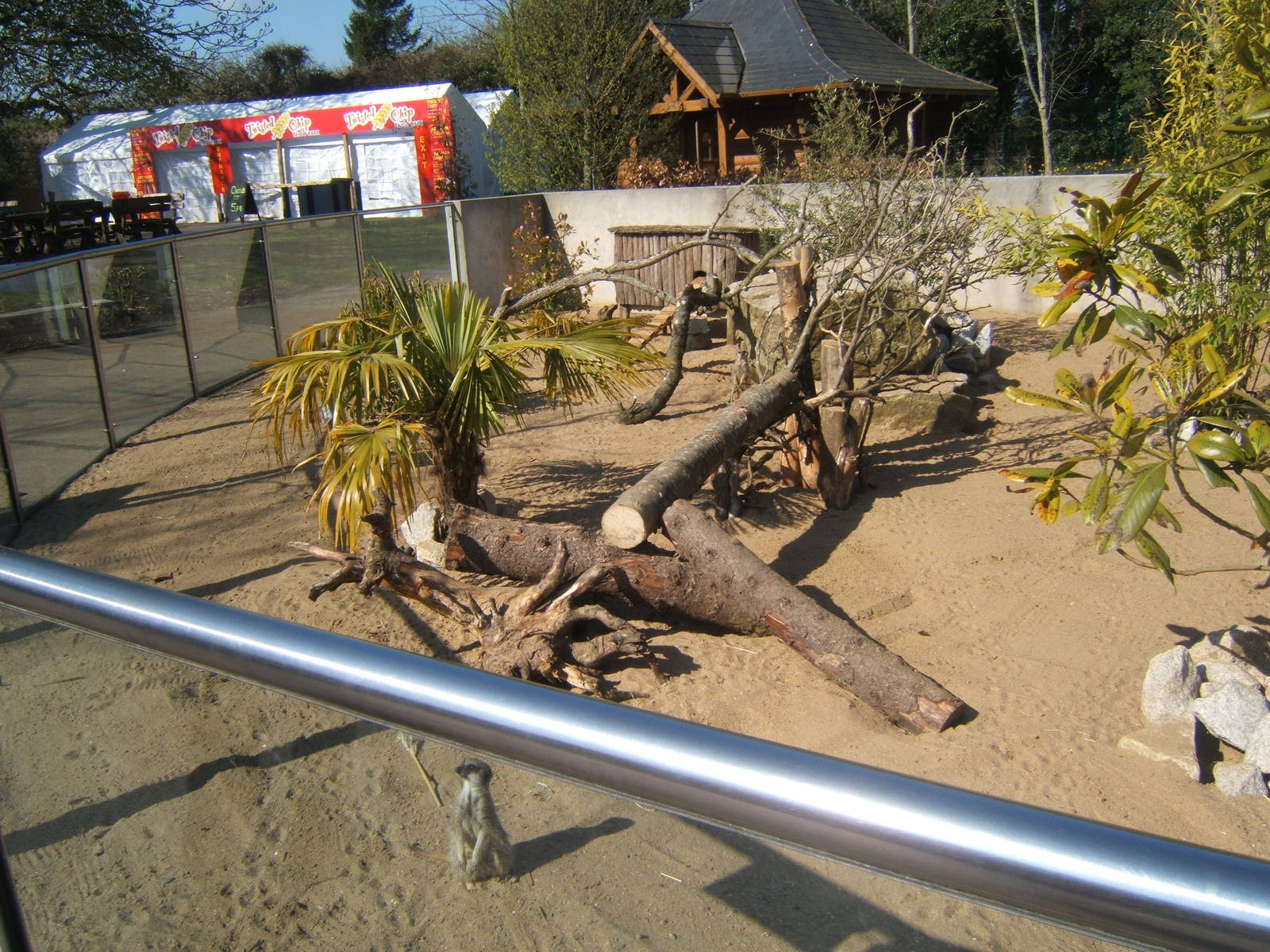 View of Meerkat enclosure