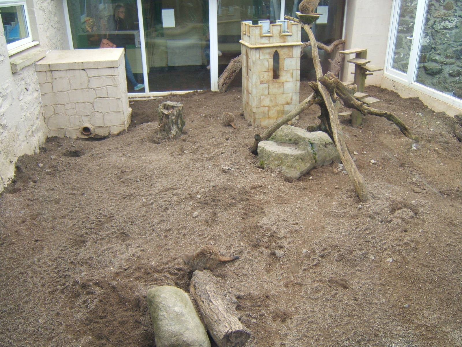 View of Meerkat enclosure