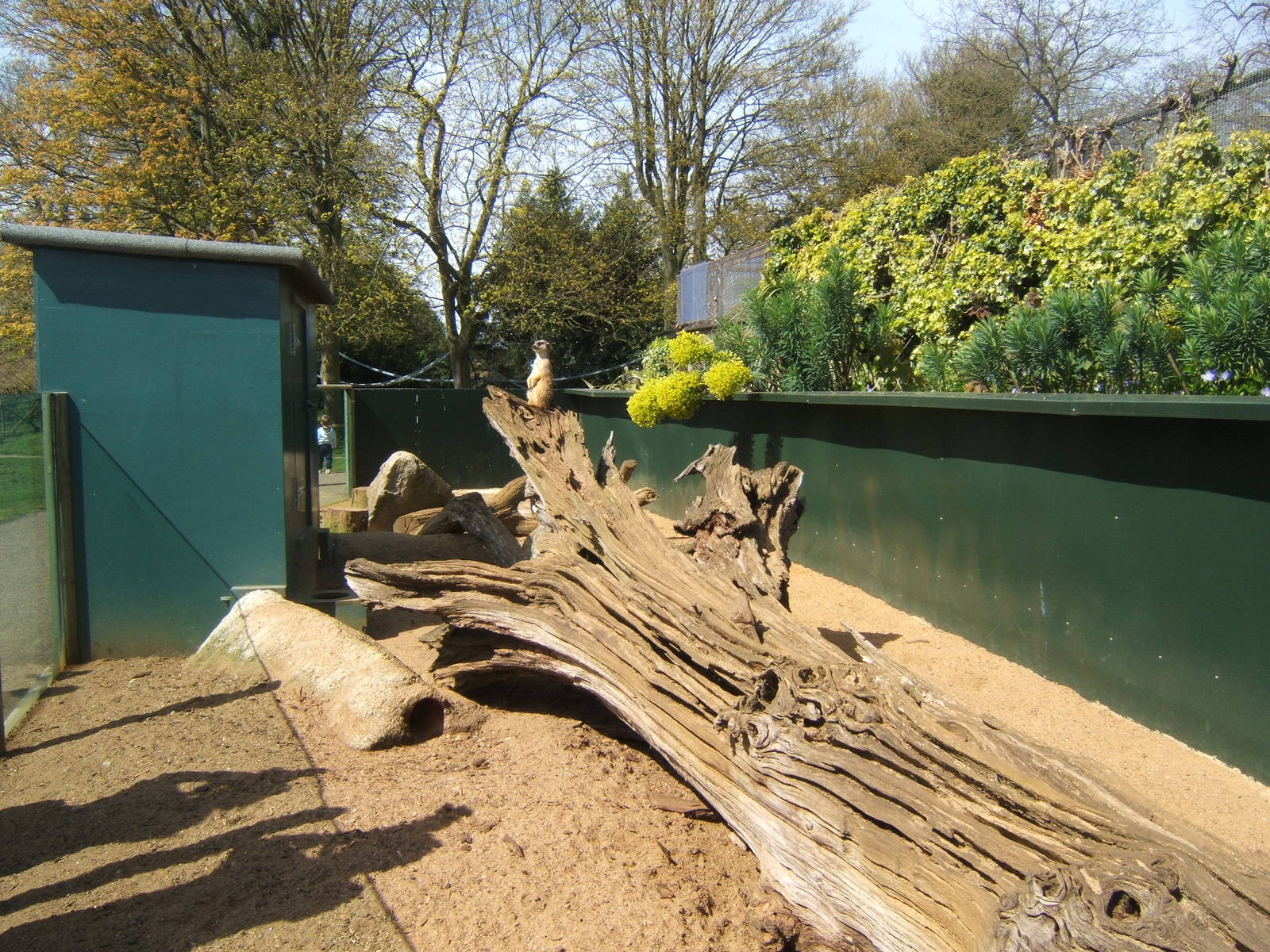 View of Meerkat enclosure
