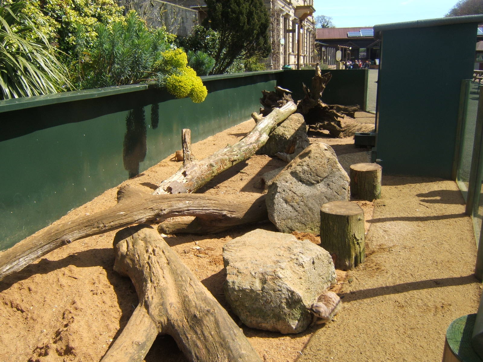 View of Meerkat enclosure
