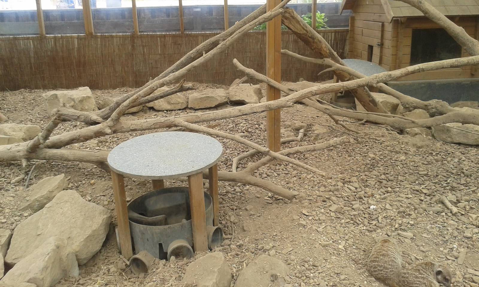 View of Meerkat enclosure