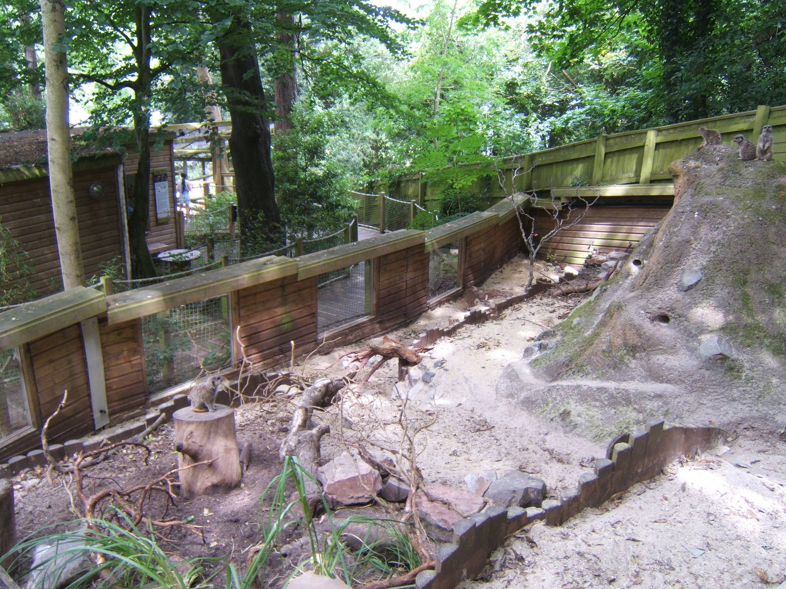 view of Meerkat enclosure