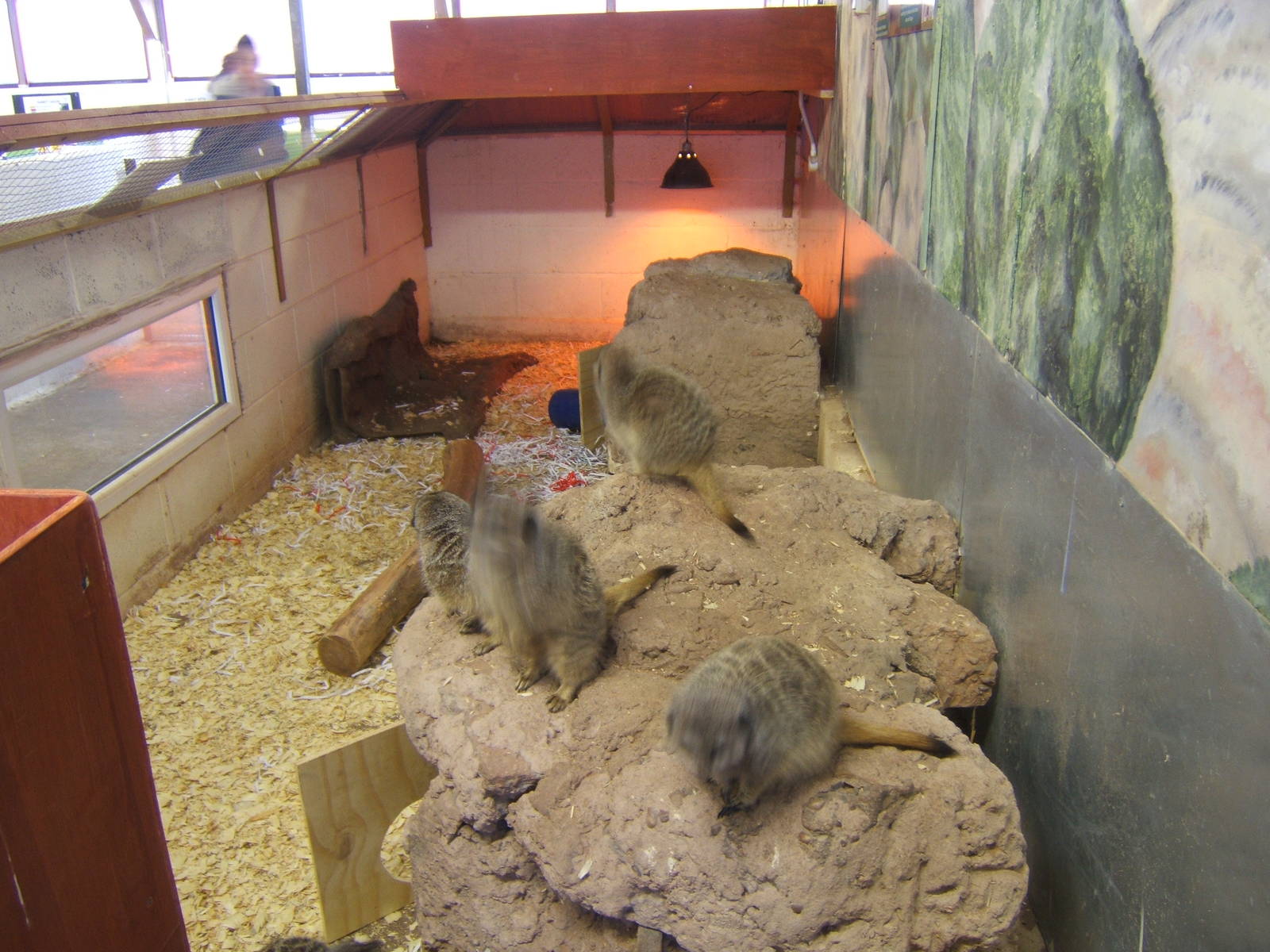 View of Meerkat indoor exhibit