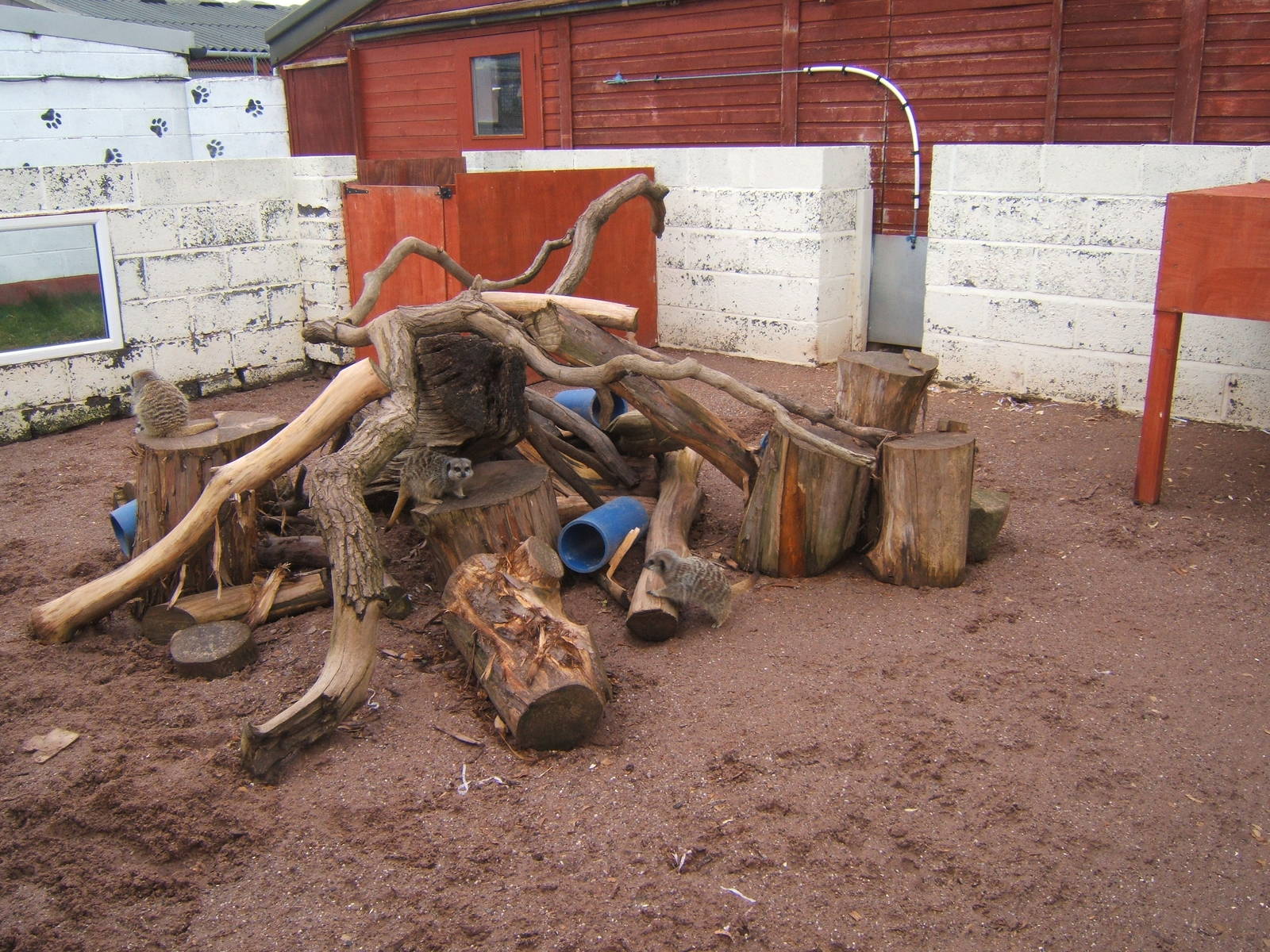 View of Meerkat outdoor exhibit