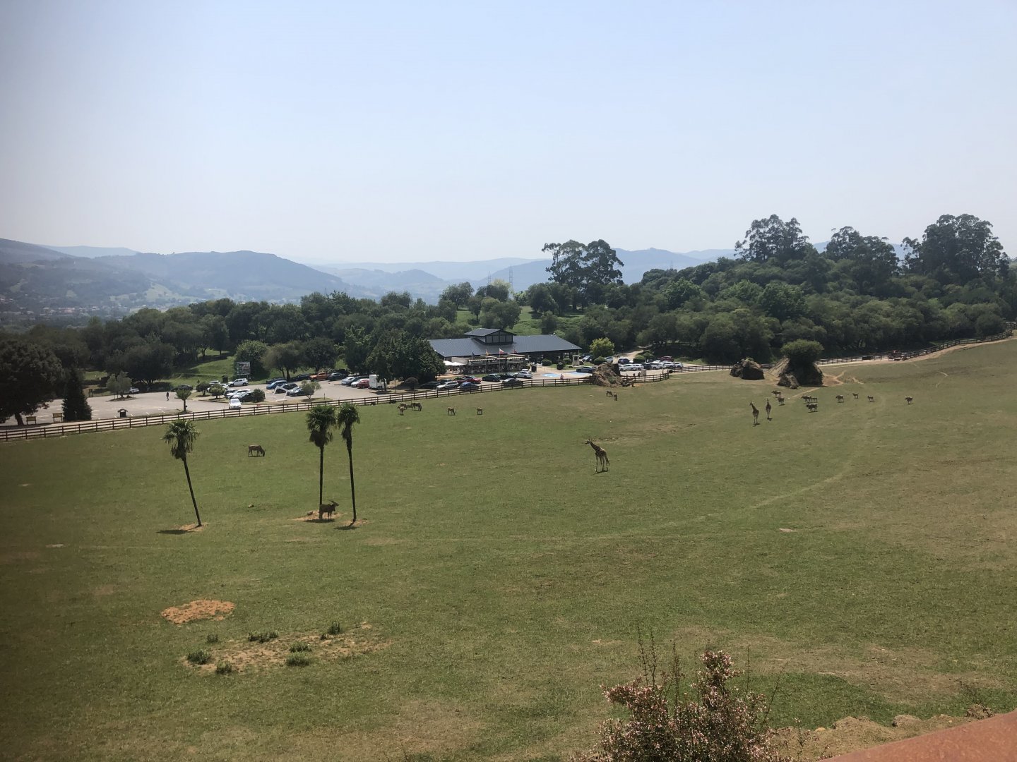 View of Mixed African Hoofstock Paddock from Bear Viewing Platform