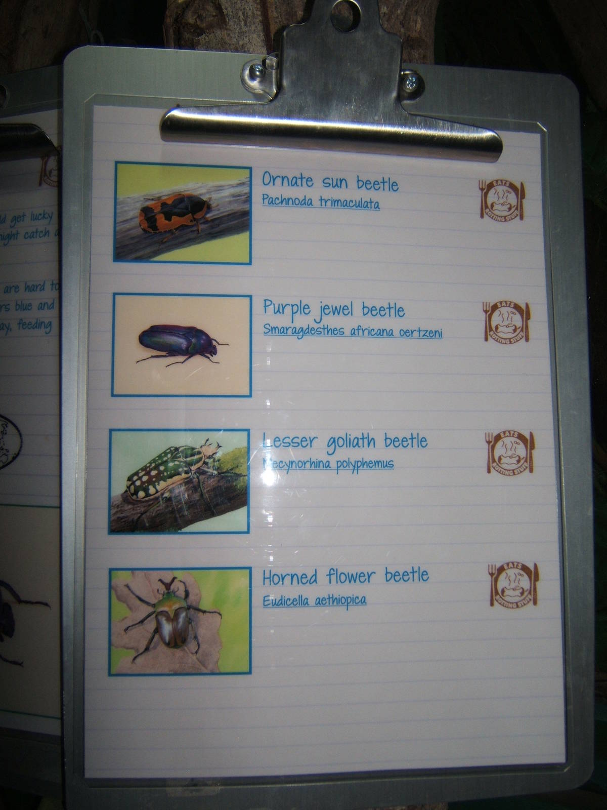 View of mixed Beetle exhibit signage