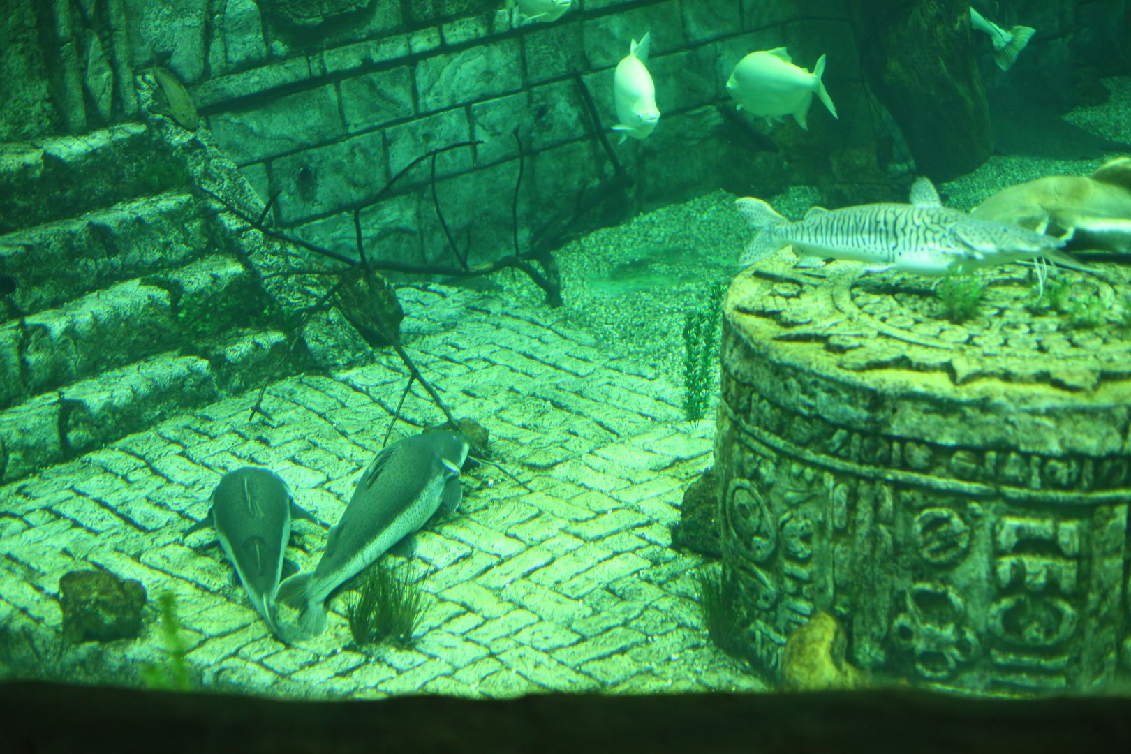 View of mixed freshwater tank