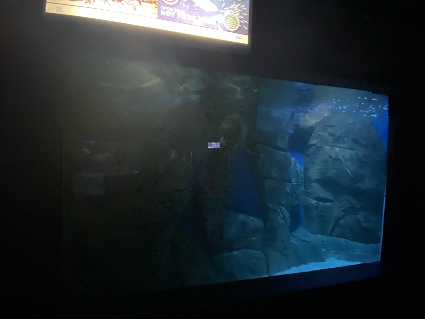 View of Mixed shark and sea turtle aquarium